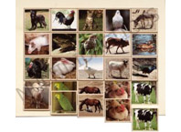 Loto animales granja