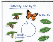 Ciclo de la vida de la mariposa